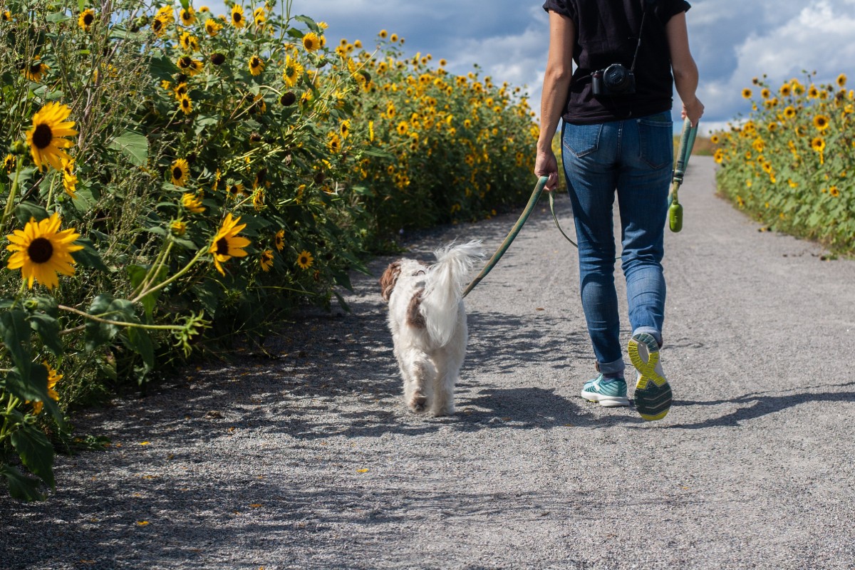 Na zdjęciu osoba spaceruje z psem, idzie drogą wśród słoneczników. Spacer jako aktywność fizyczna